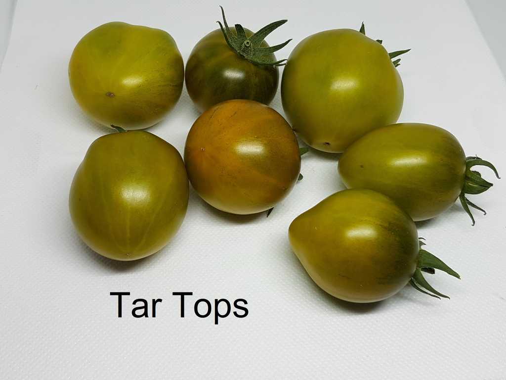 Tar Tops